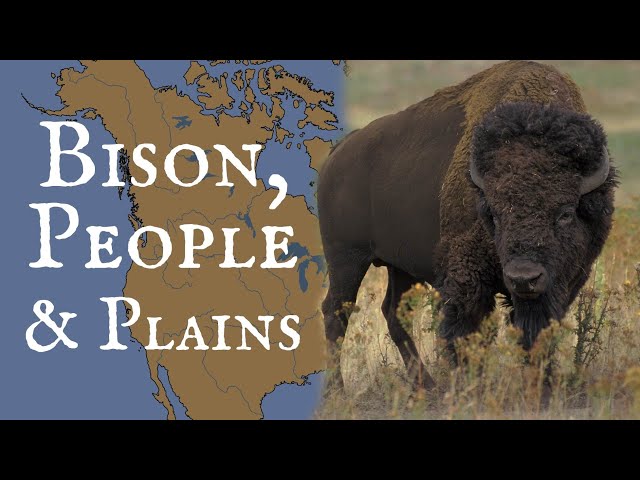 Bison, People, and Plains