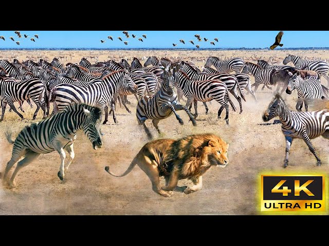 4K African Wildlife: Aberdare National Park | Kenya - Scenic Wild Animals Film With Beautiful Music