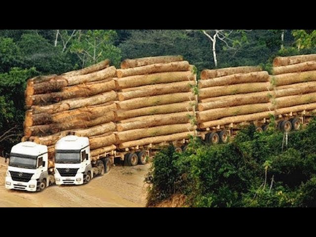Dangerous Fastest Skill Logging Wood Truck Operator | Total Idiots Heavy Equipment Fails At The Work