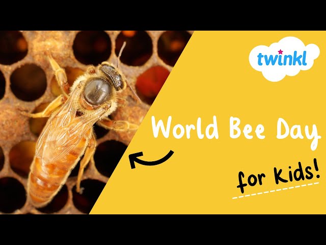 🐝 World Bee Day | 20 May | Why Are Bees Important? | Save the Bees | Twinkl USA