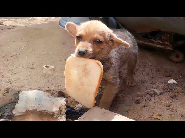 Animals That Asked People for Help & Kindness | Love Animals Hub P4