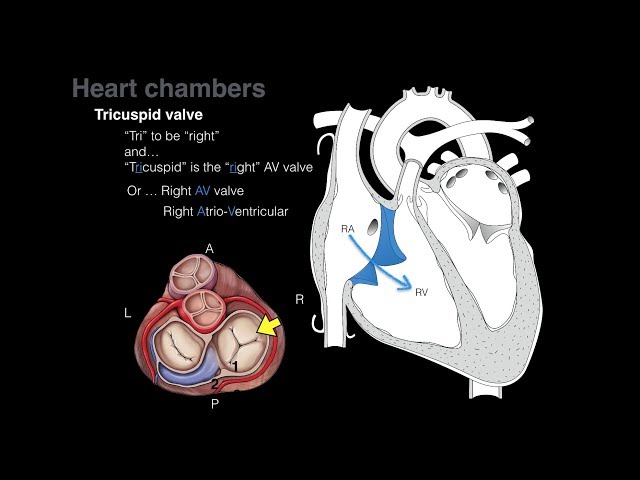 Overview of Heart Anatomy Tutorial