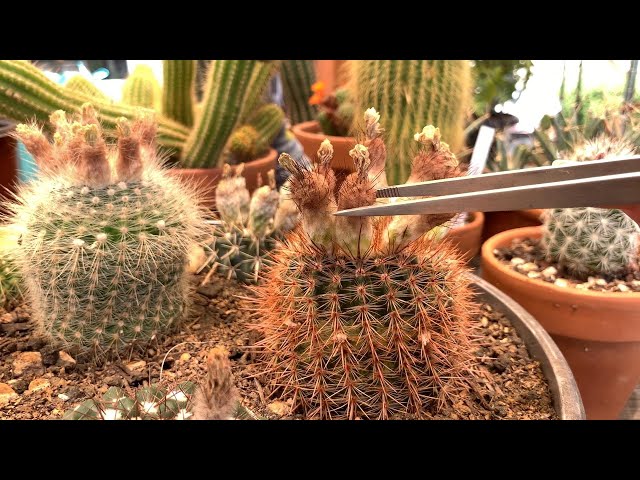 VLOG#2: Removing dried cactus flowers, collecting cactus seed pods