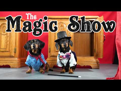 Ep 6: The Magic Show - Funny Dogs Put on Cute Magic Show