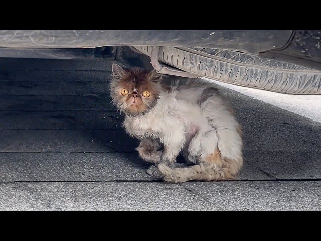 The stray cat, found hiding under a car and driven by hunger, followed closely hoping for some food.