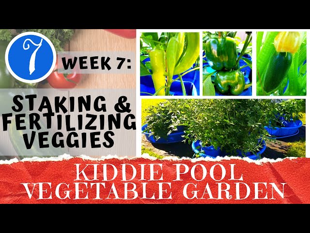 KIDDIE POOL VEGETABLE GARDEN - Week 7: Staking Your Plants & Fertilizing | Container Gardening DIY