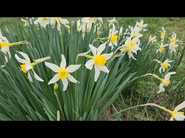 Beautiful Yellow Daffodils Spring Flowers 2024 #spring #springflowers #apringvibes #apring2024
