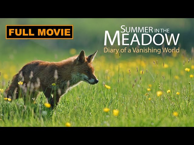 Discover the Surprising Nature of a Meadow - Full Documentary