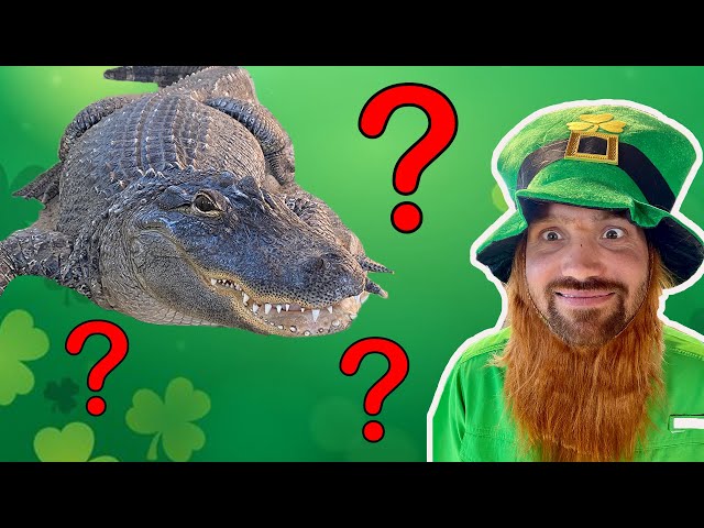 Will The Alligators Eat From A Leprechaun???