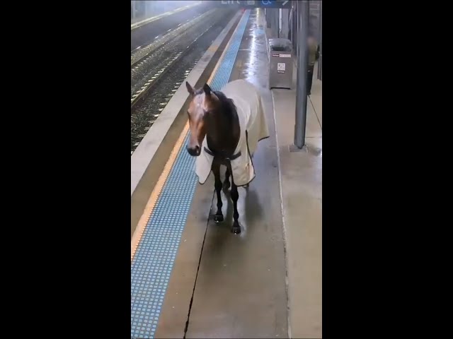 Runaway horse surprises Sydney train commuters