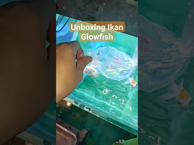 Unboxing Ikan Glowfish