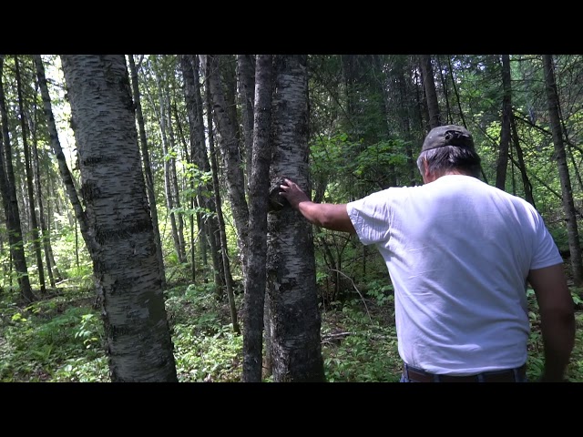 Identifying Birch Trees