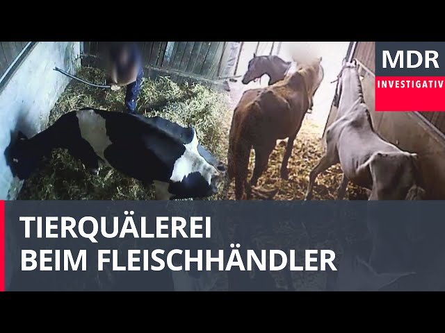 Vorwurf Tierquälerei: Razzia bei Fleischhändler