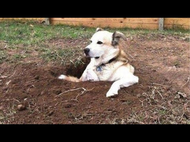 You will LAUGH SO HARD that YOU WILL FAINT -  FUNNY DOG compilation