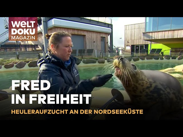 SEEHUNDSTATION FRIEDRICHSKOOG: Junger Seehund Fred auf dem Weg in die Freiheit | WELT Doku Magazin