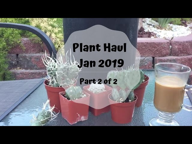First Plant Haul for 2019 (part 2)