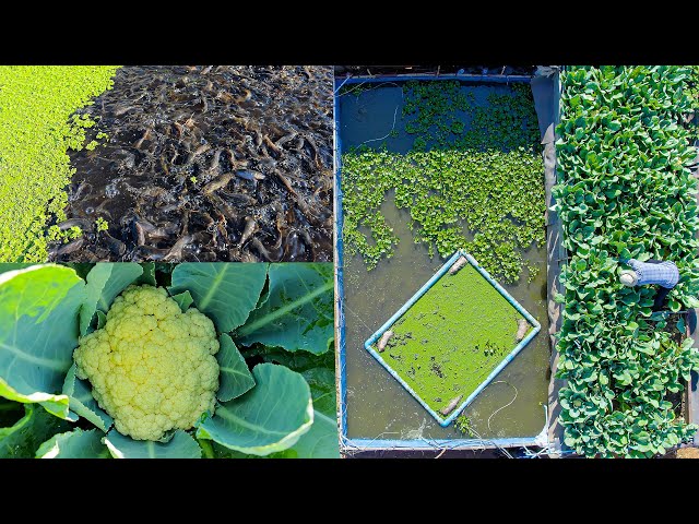 I Made a DIY Aquaponic System to Raise Walking Catfish and Grow Cauliflower in my backyard (part 1)