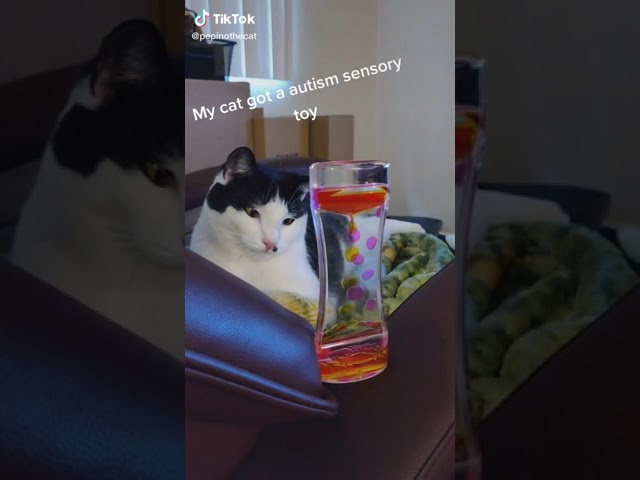 My cat gota a autism sensory toy Credit pepinothecat