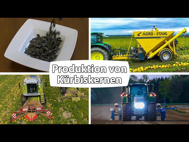 Produktion von Kürbiskernen | Agro-Stahl | Kürbisernte mit Claas Mähdreschern