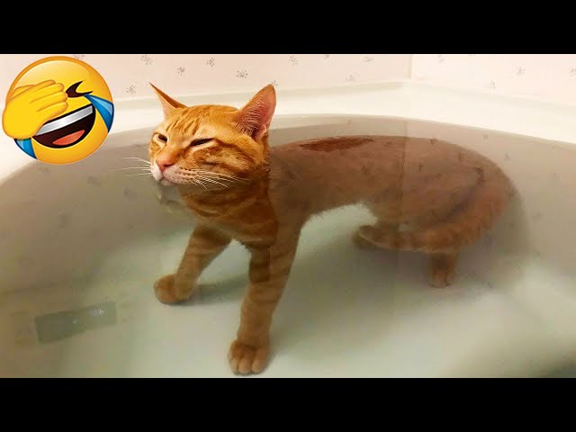 New Funny Videos 2024 😍 Cutest Cats and Dogs 🐱🐶 Part 67