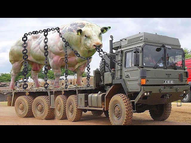 Incredible Giant Cow Transport Truck Technology - Modern Farming Milking Harvest Processing Factory