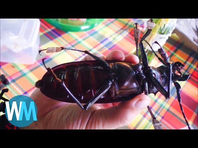 Top 10 Massive Insects That Are Actually Real