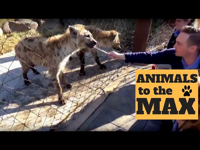 Animals To The Max Teaser