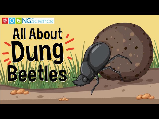 All About Dung Beetles