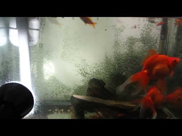 Fish tank time lapse
