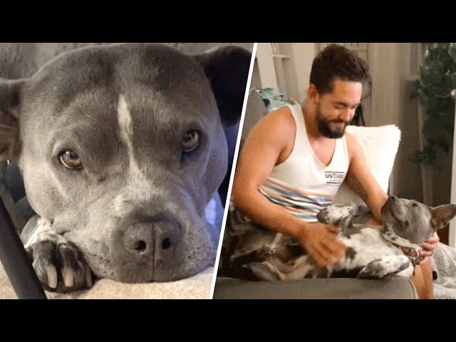Reluctant man gets a dog because wife insisted. Now he's obsessed.