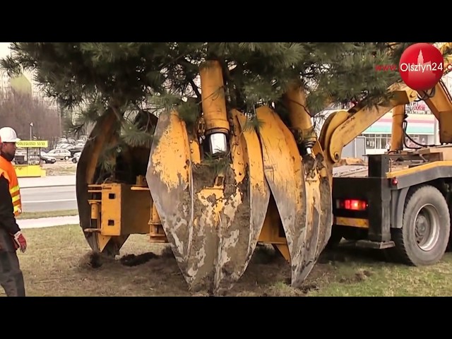 OLSZTYN24: Przesadzanie drzew w Olsztynie