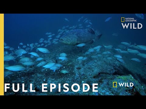 Shark Eating Goliath (Full Episode) | Monster Fish