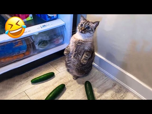 New Funny Animals 😂 Funniest Cats and Dogs Videos 😸🐶 Part 8
