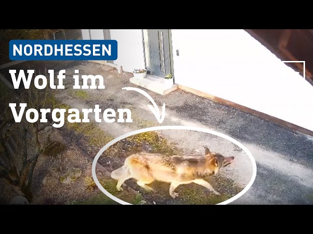 Was macht er im Wohngebiet? Überwachungskamera filmt Wolf in Witzenhausen | hessenschau