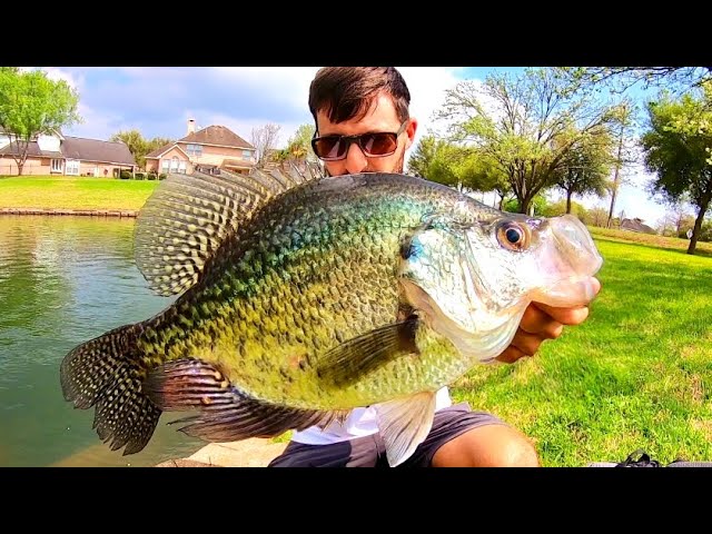 The CRAPPIE that is KING OF THE POND!