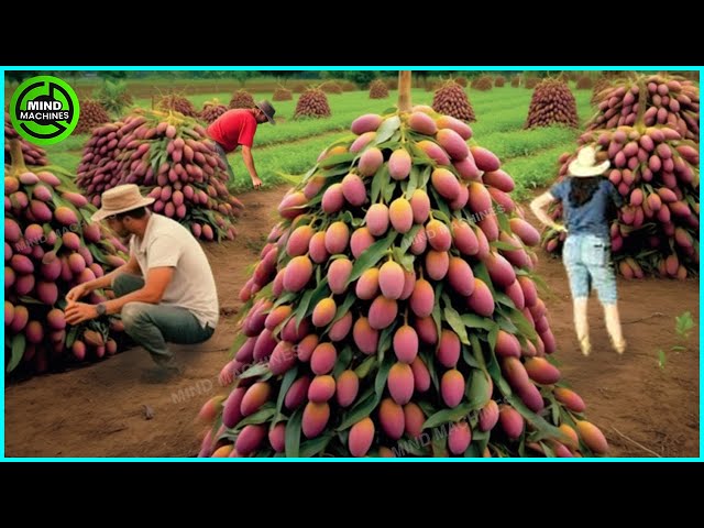 The Most Modern Agriculture Machines That Are At Another Level,How To Harvest Mangoes In Farm ▶5