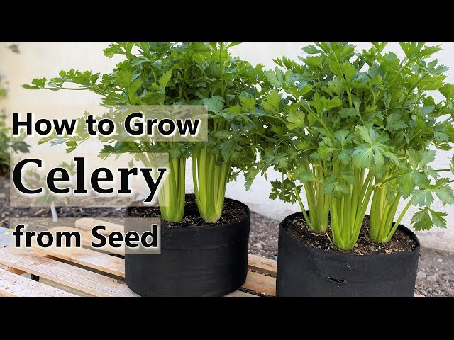 How to Grow Celery from Seed in Containers and Raised Beds - From Seed to Harvest