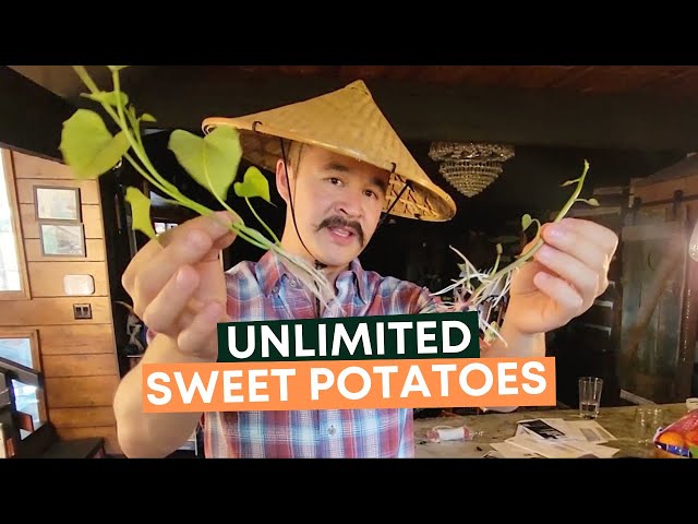How To Grow Tons Of Sweet Potatoes In A 5-Gallon Bucket?