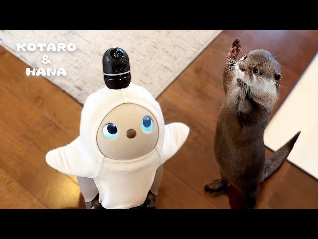 Otters Meet AI Robot LOVOT For The First Time