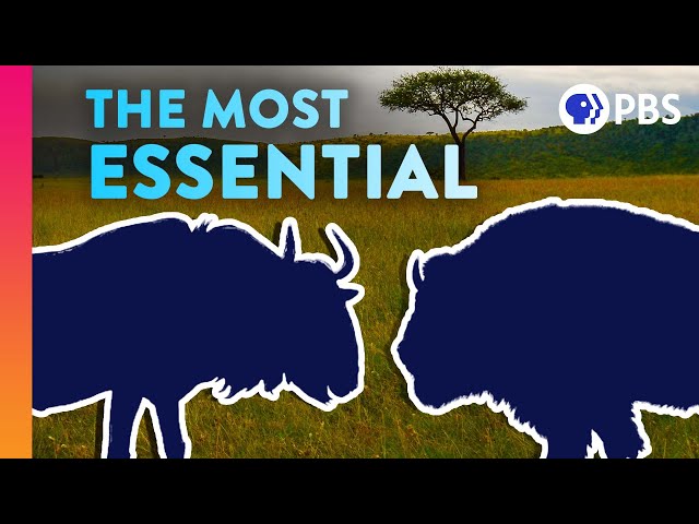 The Surprising Species That Everything Else Depends On | IN OUR NATURE