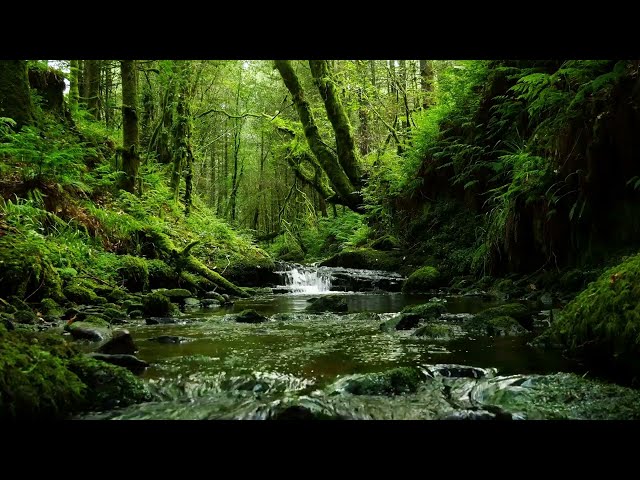 CALMING FOREST SOUNDS, BUBBLING STREAM AND RELAXING BIRDSONG FOR SLEEP AND STRESS RELIEF