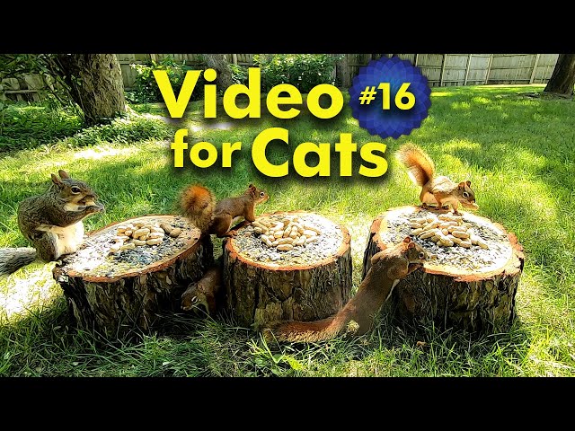 TV for Cats | Backyard Squirrel Watching | Video 16