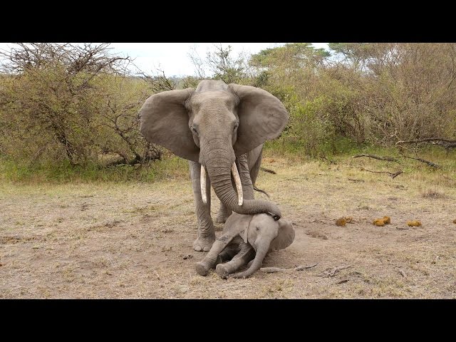Mother Elephant Tries To Rouse Her Unconscious Calf