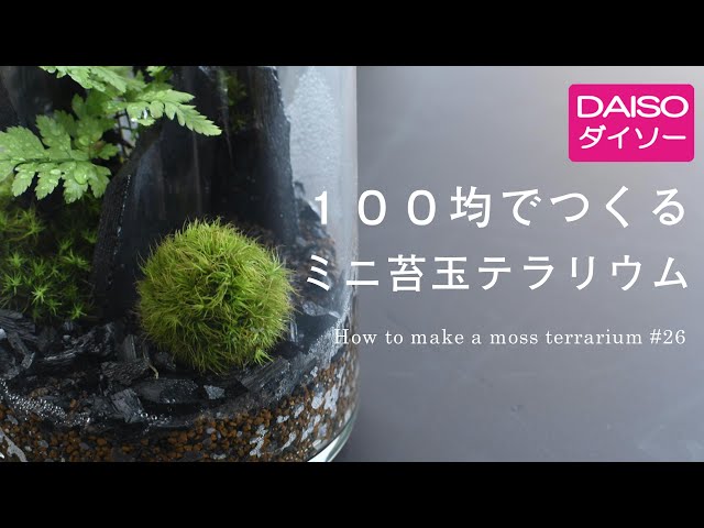 How to make a terrarium with moss balls