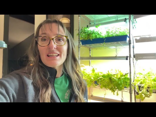 Easy Indoor Garden! Grow Lettuce, Herbs and Seedlings for Spring!