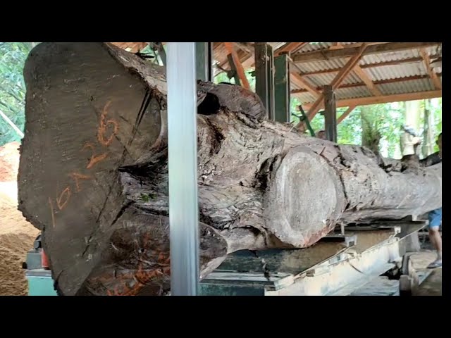 Bagai monster turun dari langit kayu jati puluhan tahun proses penggrajian kayu bahan joglo sultan