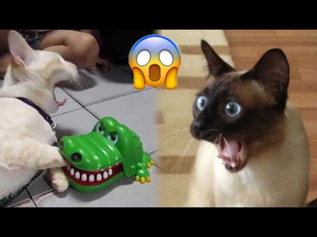Best Funny Animals 2024 😍 Funniest Dogs and Cats 😻🐶 Part 17