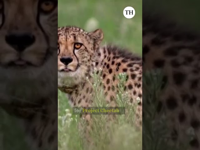 Namibian cheetah gives birth to three cubs at Kuno National Park | The Hindu