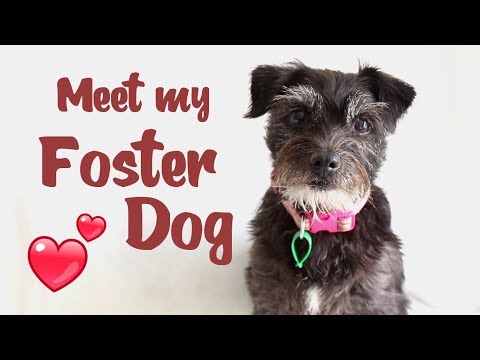 Foster dogs