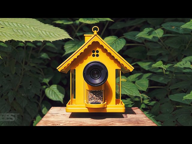 Best Bird Feeder Camera 2024: Top 5 Picks for Every Budget & Bird Lover